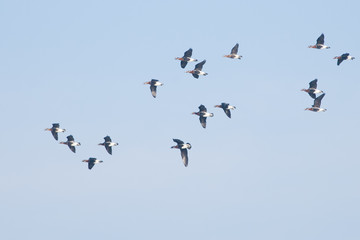 Red Breasted Goose