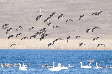 Red Breasted Goose