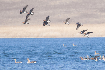 Red Breasted Goose