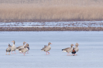 Red Breasted, Greylag and White-fronted Geese in Winter