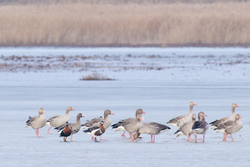Red Breasted, Greylag and White-fronted Geese in Winter