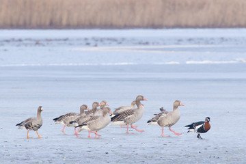 Red Breasted, Greylag and White-fronted Geese in Winter