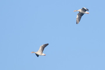 Greylag Goose