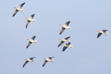 Fototapeta premium Greylag Goose