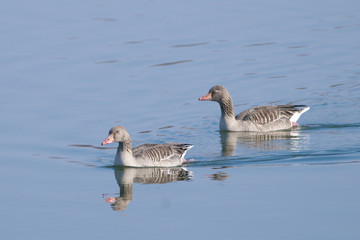 Fototapeta premium Greylag Geese