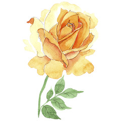 Wildflower yellow tea-hybrid roses flower in a watercolor style isolated. Full name of the plant: hulthemia, rosa. Aquarelle wild flower for background, texture, wrapper pattern, frame or border.
