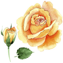 Wildflower yellow tea-hybrid roses flower in a watercolor style isolated. Full name of the plant: hulthemia, rosa. Aquarelle wild flower for background, texture, wrapper pattern, frame or border.