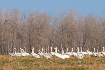 Whooper Swans Flock in Winter