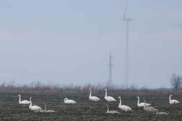 Whooper Swans Flock