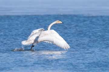 Fototapeta premium Whooper Swan