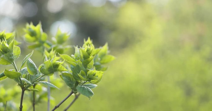 Slow motion pan spring bush leaves in the morning