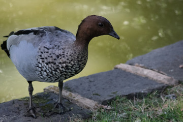 Maned Duck (Chenonetta jubata)