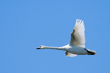 Mute Swan in Danube Delta