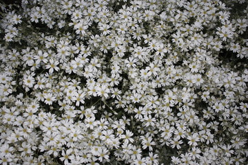 beautiful background of white flowers