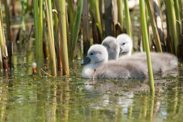 Mute swan chicks