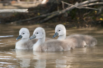 Mute swan chicks
