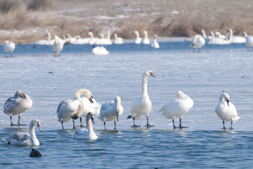 Fototapeta premium Mute Swans on ice