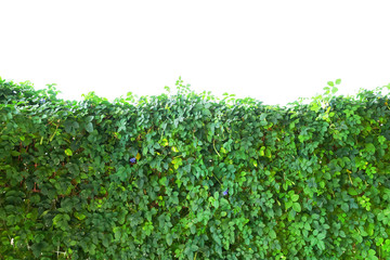Fototapeta na wymiar plant ivy isolate on white background