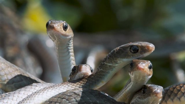 Close up video of an oriental rat snake lying on a tree branch.