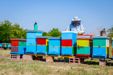 Apiarist, beekeeper is harvesting honey, vintage