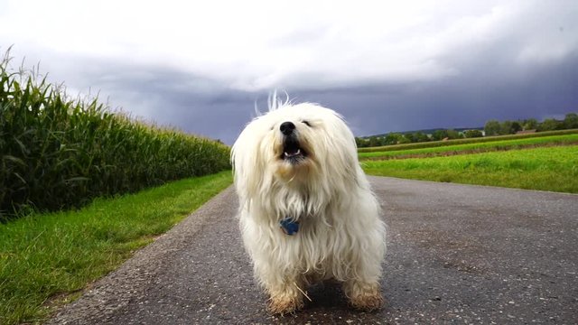 Hund bellt in Zeitlupe