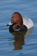 Pochard