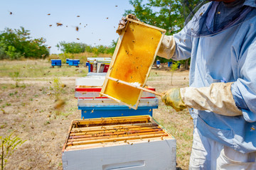Beekeeper is using bristle to get rid of bees