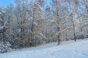 Forest and meadow on a cold and sunny winter day.