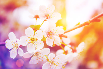 Fototapeta na wymiar Flowers of blooming tree. Blossom trees in spring time. Modern toned