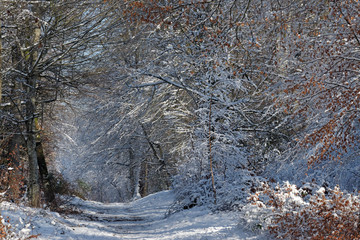 Sentier du bas breau en forêt de Fontainebleau