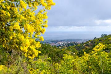 Vue sur la ville Mandelieu-la-Napoule, France, Provence-Alpes-Côte d'Azur. Arbres de mimosa au prtmier plan. - 191835036