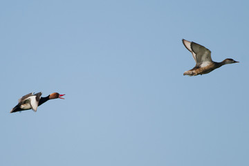 Red Crested Pochard in Danube Delta