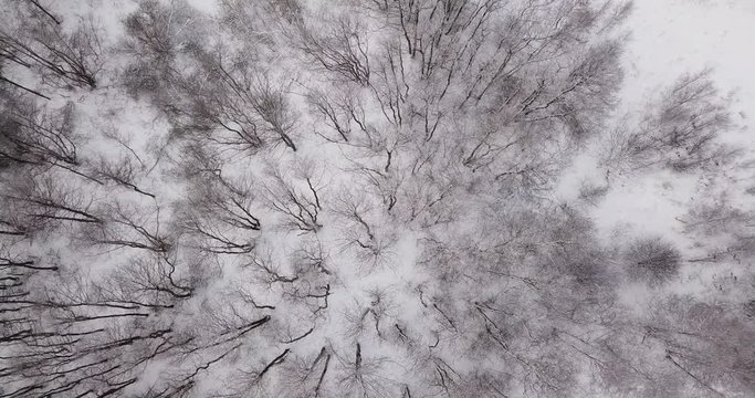 Aerial view of Winter forest