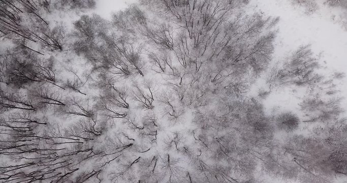 Aerial view of Winter forest