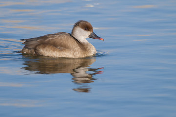 Red Crested Pochard
