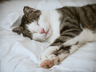 Fototapeta na wymiar cat sleeping on a blanket