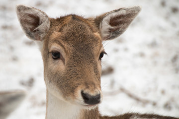 Naklejka na ściany i meble Close-up of the head of a deer