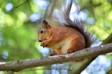Naklejka na ściany i meble Cute red squirrel eating a nut on the tree branch