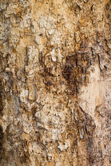 Old Wood Tree in nature Texture Background Pattern