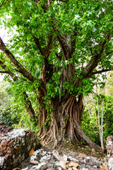 Old tree growing amidst walls of ruins in Cambodia