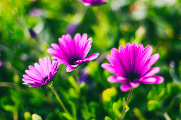 Fototapeta premium Beautiful lilac flowers in soft focus, beautiful floral background and texture with bokeh and blur