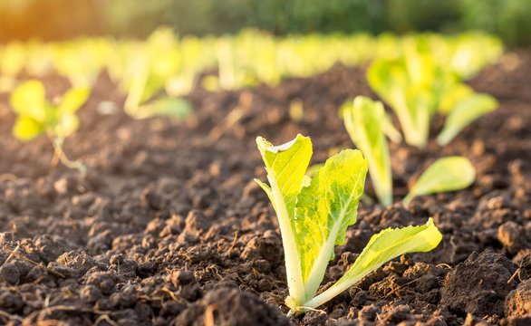 Sprout Chinese Cabbage  In Garden