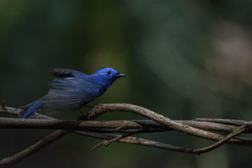 Low key image of male Black-naped monarch or black-naped blue flycatcher flapping the wings, Thailand