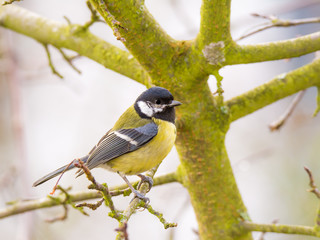 Great tit bird sitting in tree