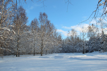 Forest and meadow on a cold and sunny winter day.