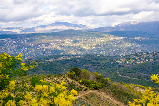Paysage De Provence France En Fevrier Massif De Tanneron Arbres De Mimosa Avec Des Fleurs Stock Photo Adobe Stock