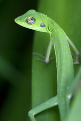 green lizard