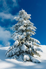 Winter snow cowered fir tree in mountain