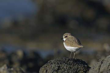 Kentish Plover (Charadrius alexandrinus), Greece