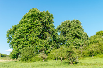 Fototapeta na wymiar Blühende Kastanienbäume